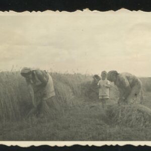 Żniwa w Widaczu, koniec lat 40. Fot. Józef Wojnowski. Zdjęcia z archiwum Penarów z Widacza