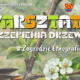 drzewka